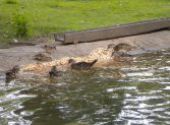 Výlet do ZOO Hodonín