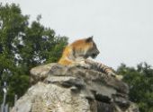 Výlet do ZOO Hodonín