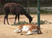 Výlet do ZOO Hodonín