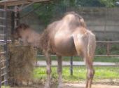 Výlet do ZOO Hodonín