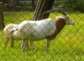 Výlet do ZOO Hodonín