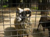 Výlet do ZOO Hodonín