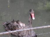 Výlet do ZOO Hodonín