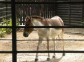 Výlet do ZOO Hodonín