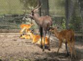 Výlet do ZOO Hodonín