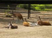 Výlet do ZOO Hodonín