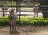 Výlet do ZOO Hodonín
