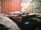 Výlet do ZOO Hodonín
