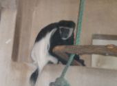 Výlet do ZOO Hodonín