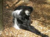 Výlet do ZOO Hodonín